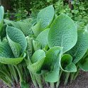 Hosta sieboldiana 'Hybrids'
